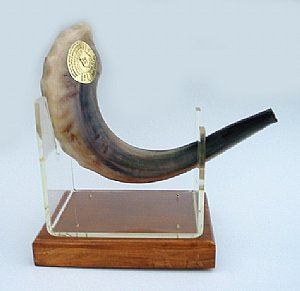 Israeli Shofar (Rams Horn)